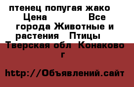 птенец попугая жако  › Цена ­ 60 000 - Все города Животные и растения » Птицы   . Тверская обл.,Конаково г.